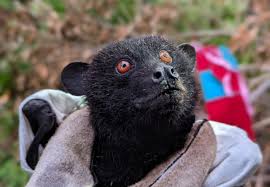bat image